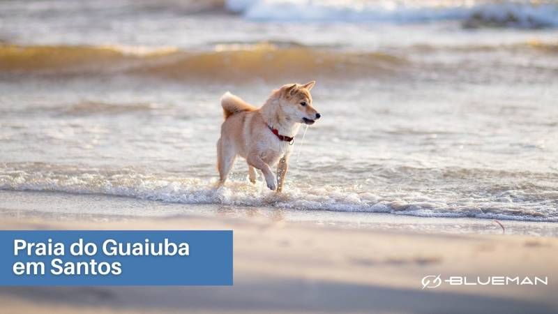 praiaaaaaa opt cão pequeno correndo na maré baixa
